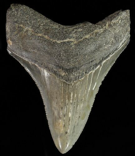 Serrated, Juvenile Megalodon Tooth #70573